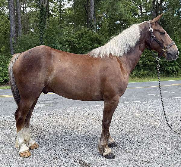 sorrel-gelding-for-sale