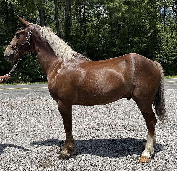 sorrel-draft-gelding
