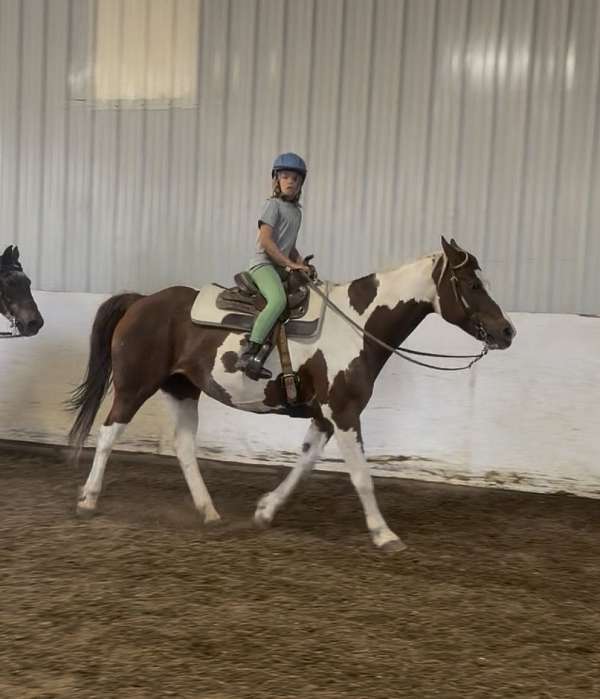 beginner-ranch-paint-horse