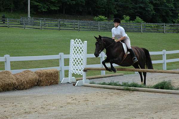 therapy-welsh-cob-horse