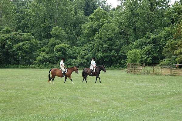 black-welsh-cob-mare
