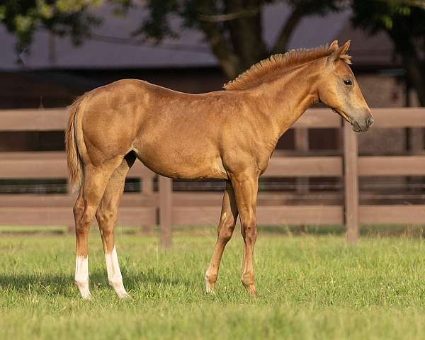 14-hand-quarter-horse-filly