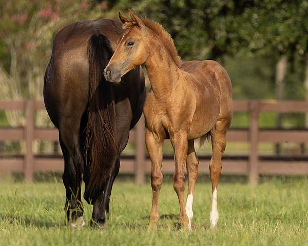 14-hand-quarter-horse