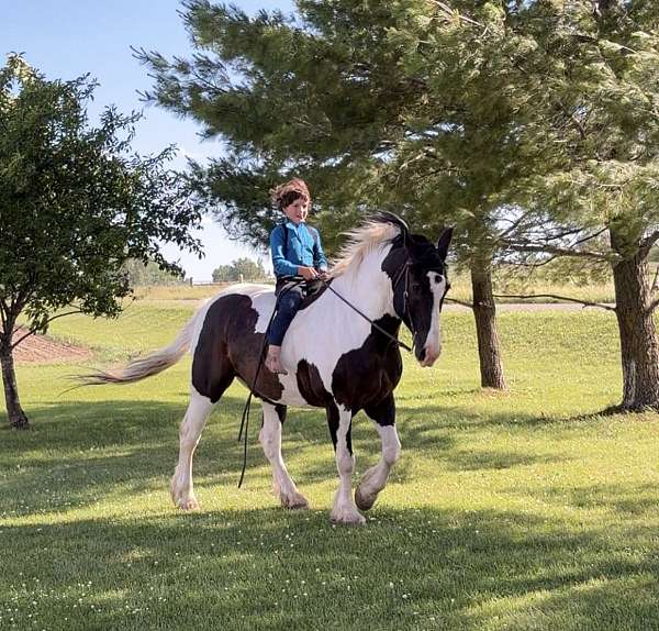 all-around-percheron-horse