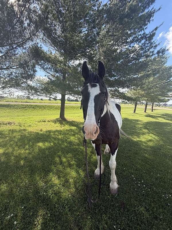 athletic-percheron-horse