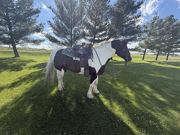 beginner-percheron-horse