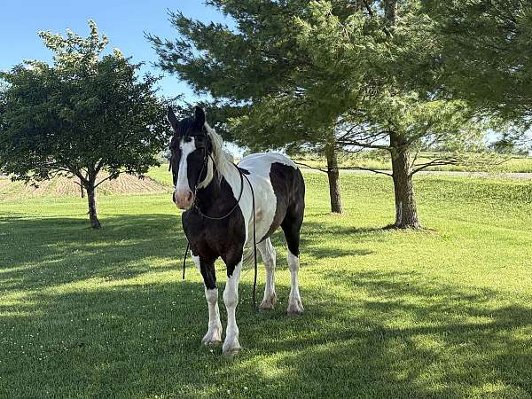 cowboy-mounted-shooting-percheron-horse