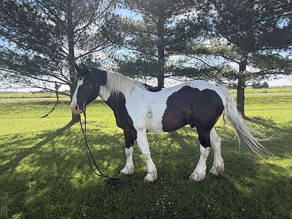 cross-percheron-horse