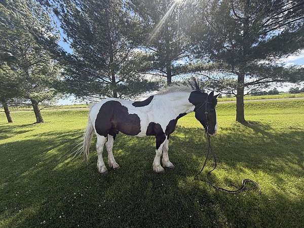 draft-percheron-horse