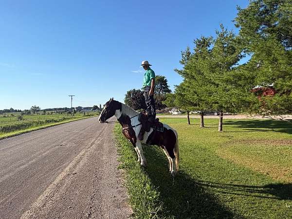 dressage-percheron-horse