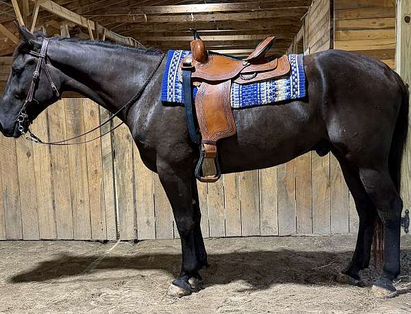 pleasure-quarter-horse