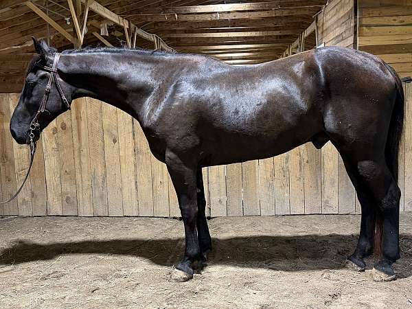 trail-quarter-horse