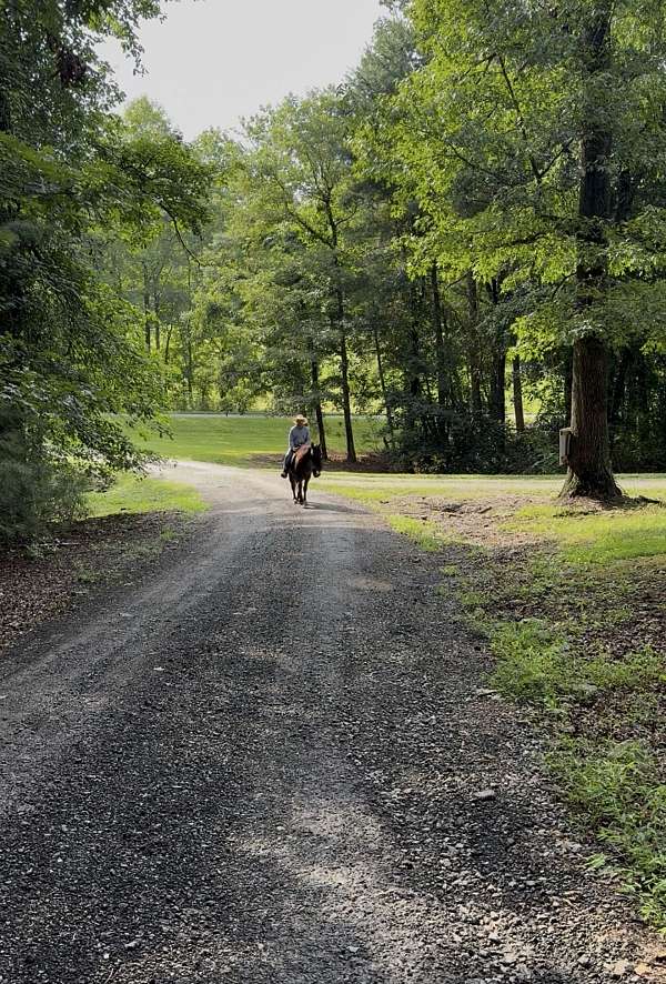 all-quarter-horse