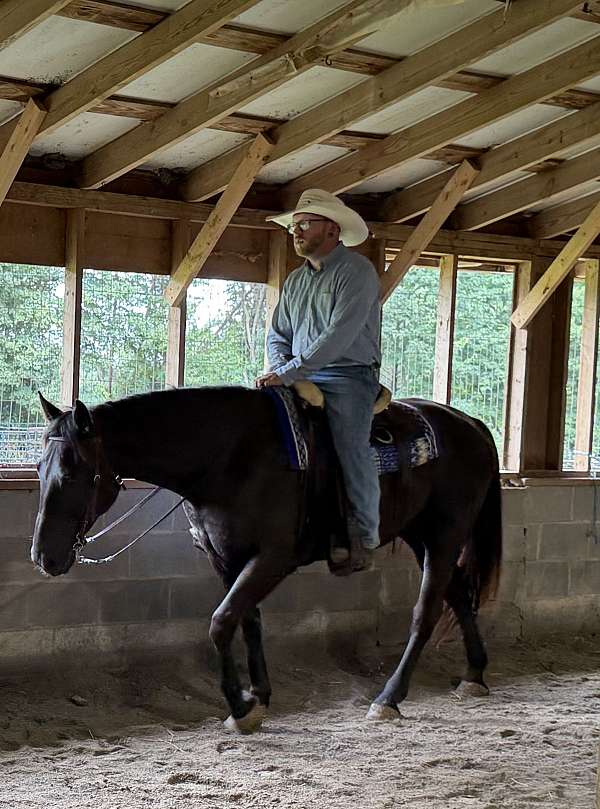 all-around-quarter-horse