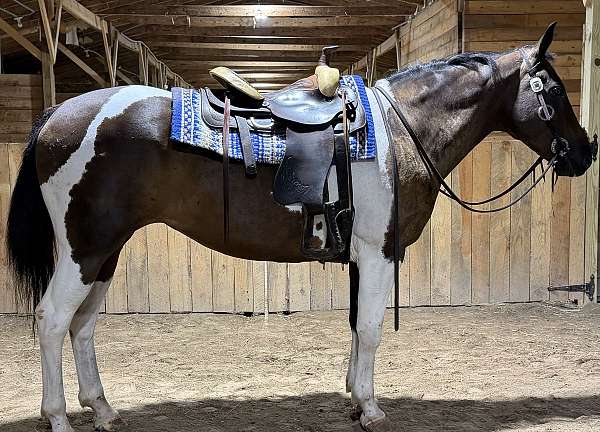 pleasure-paint-horse