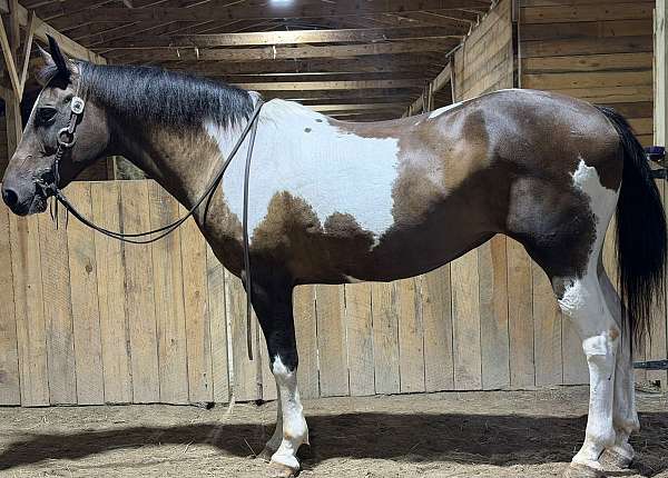 trail-paint-horse