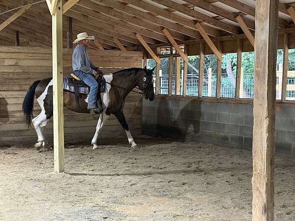 all-around-paint-horse