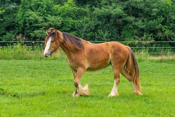 bay-gypsy-vanner-filly