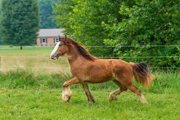 bay-gvhs-horse