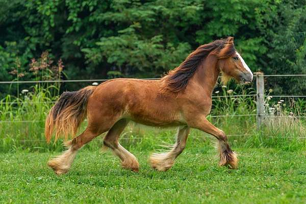 bay-gvhs-filly
