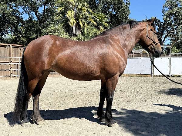 bay-star-horse