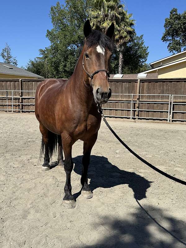 bay-belgian-mare