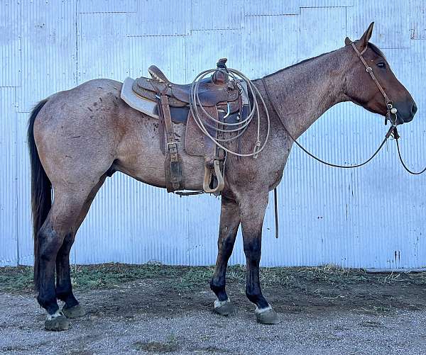 all-around-quarter-horse