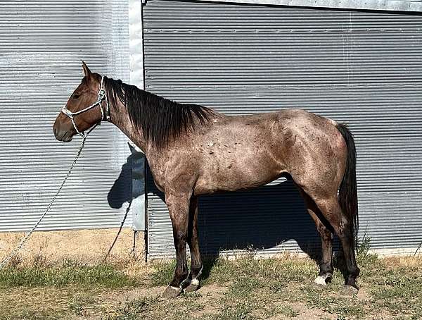 athletic-quarter-horse