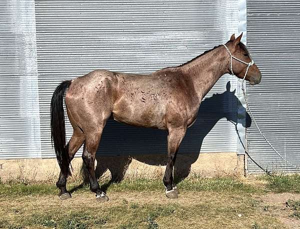 flashy-quarter-horse