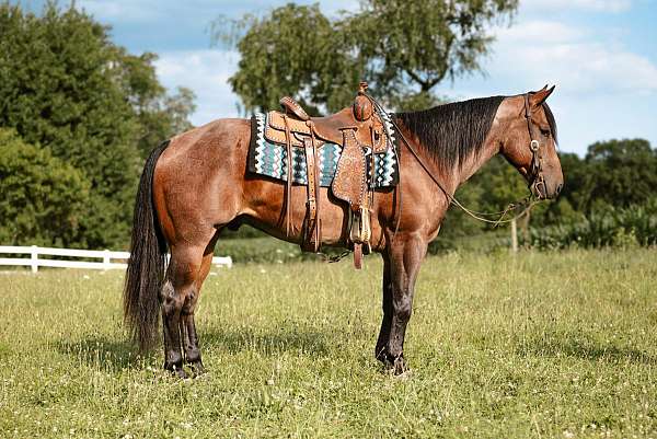 bay-roan-therapy-horse