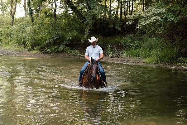 beginner-quarter-horse