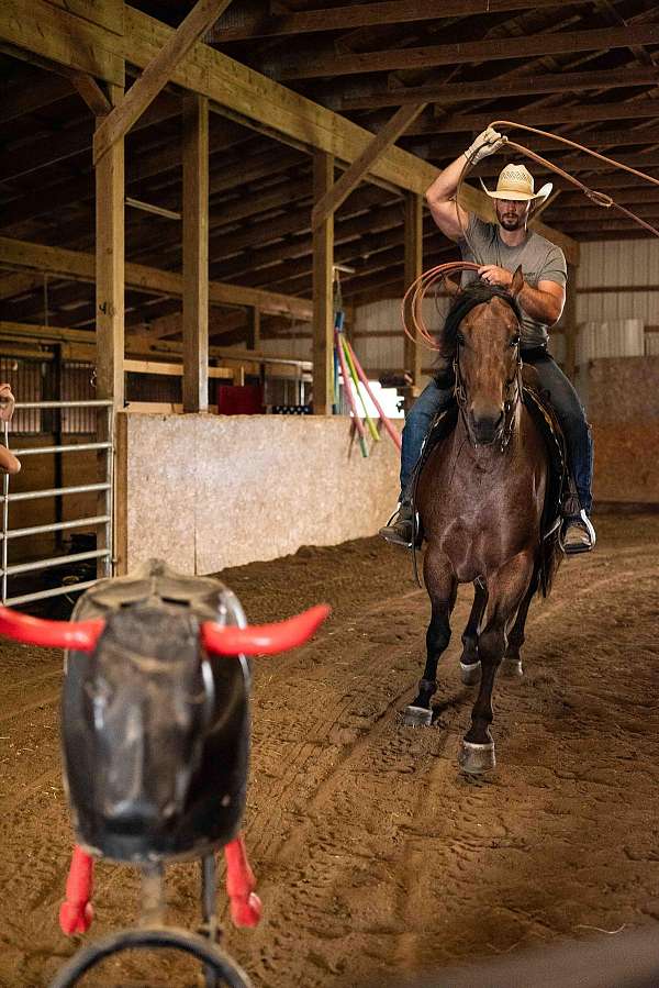 flashy-quarter-horse
