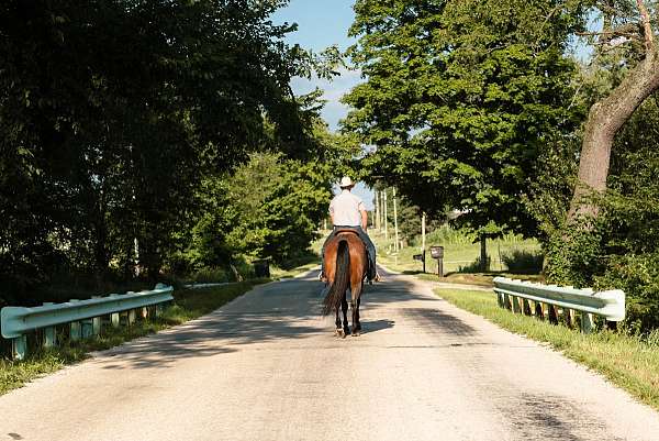 husband-safe-quarter-horse