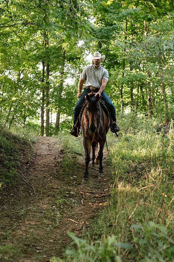 kid-safe-quarter-horse