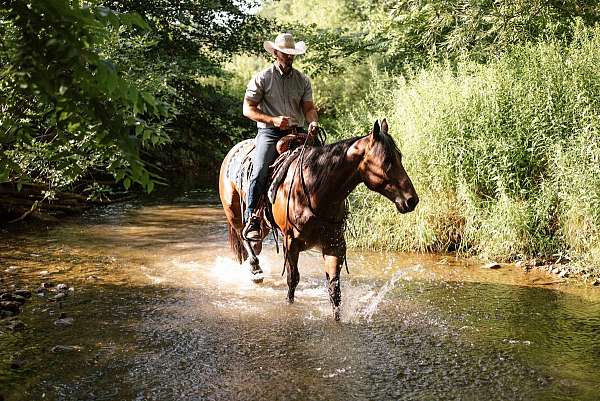 ranch-quarter-horse