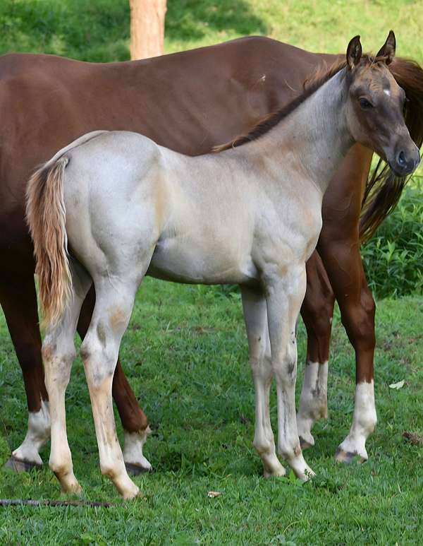 dun-breeding-flashy-horse