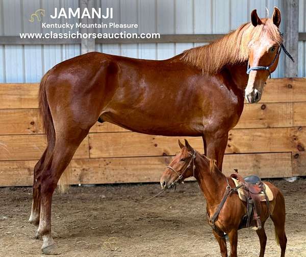 broke-to-ride-kentucky-mountain-horse