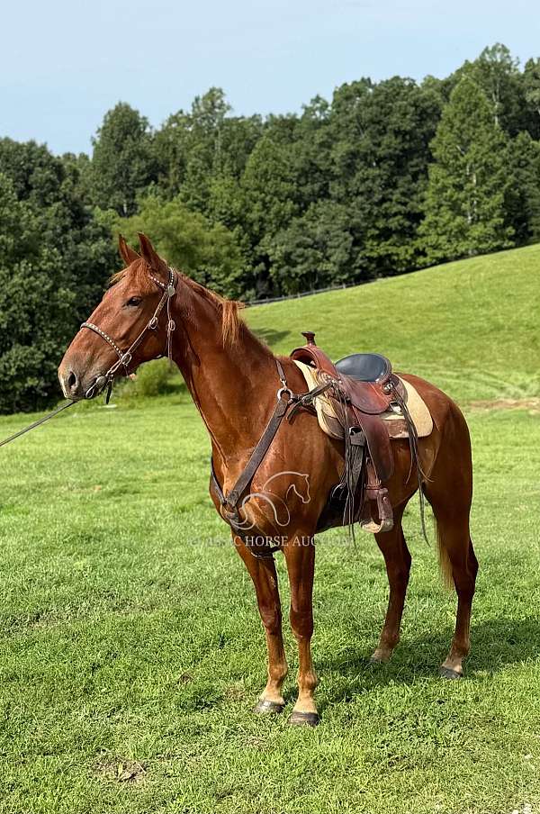 broke-to-ride-drive-kentucky-mountain-horse