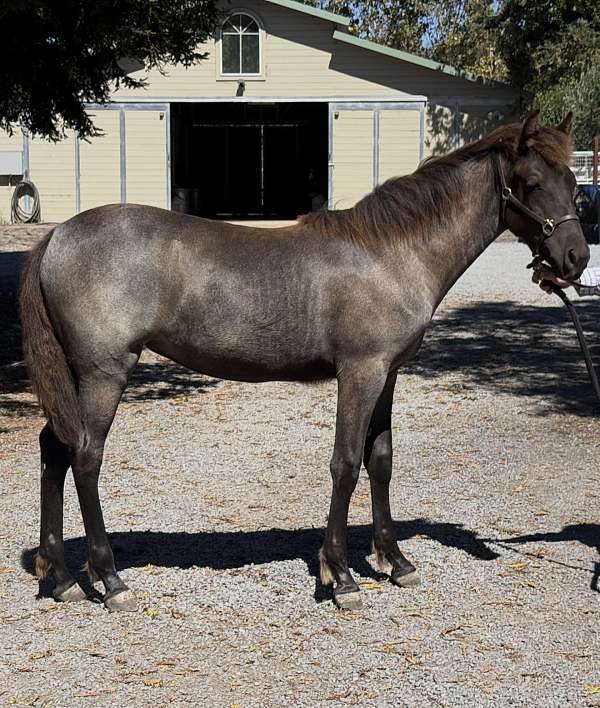 blue-roan-rocky-mountain-filly