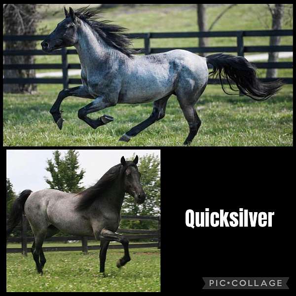 blue-roan-double-dilute-horse