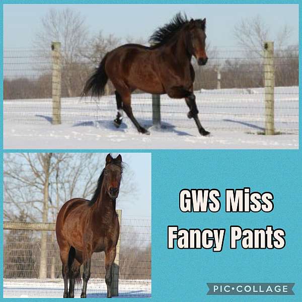 blue-roan-rmha-filly