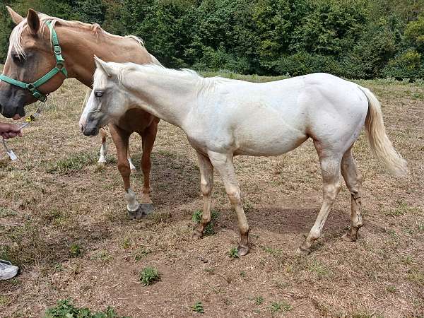 palomino-appaloosa-filly-yearling