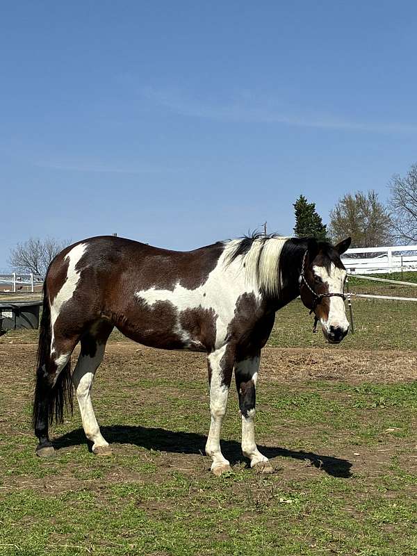 companion-paint-horse