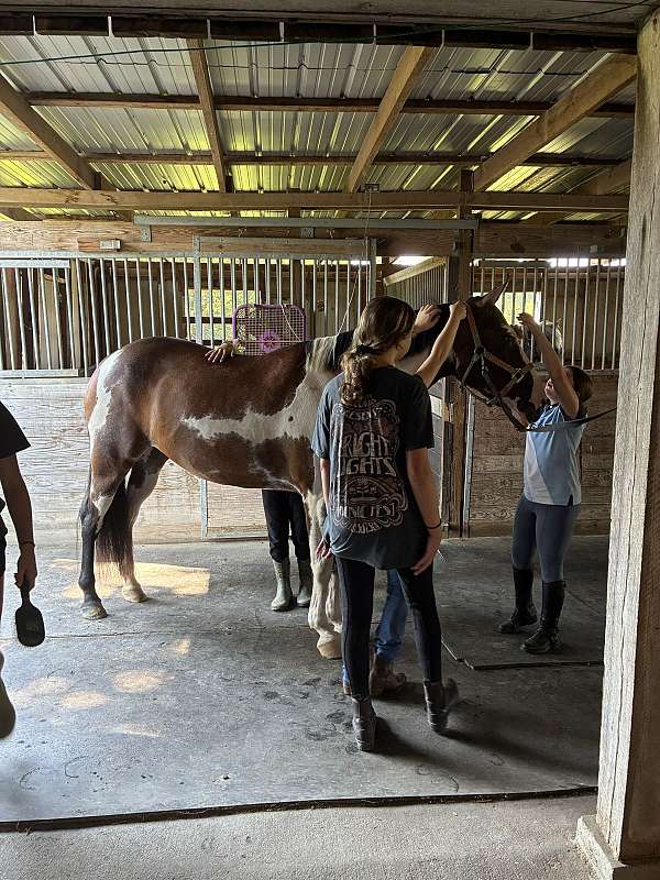 tobiano-paint-mare