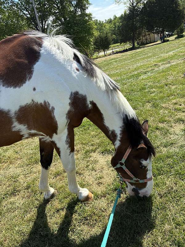 tobiano-companion-horse