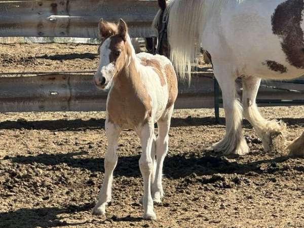 silver-colt