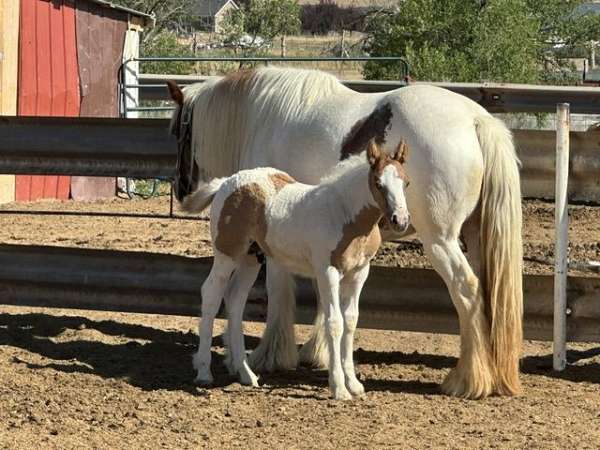silver-gypsy-vanner-palomino-horse