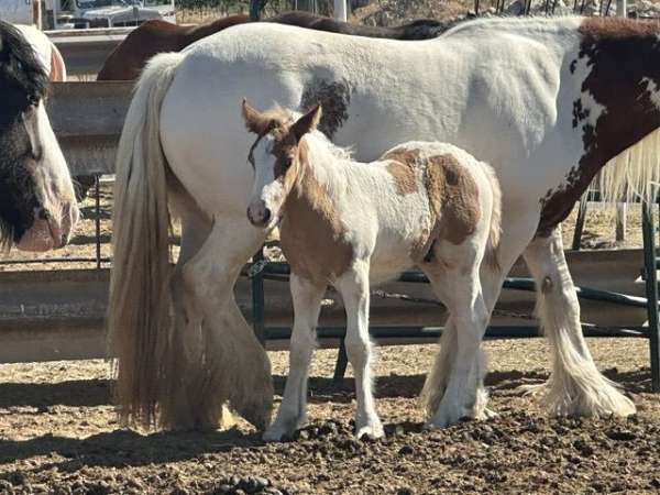 dun-gypsy-vanner-palomino-horse