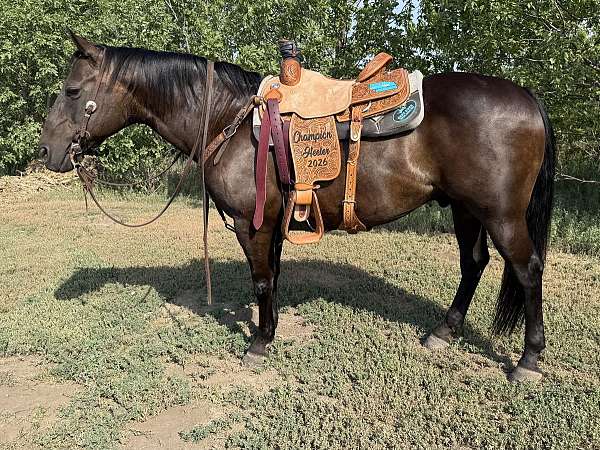 all-around-quarter-horse