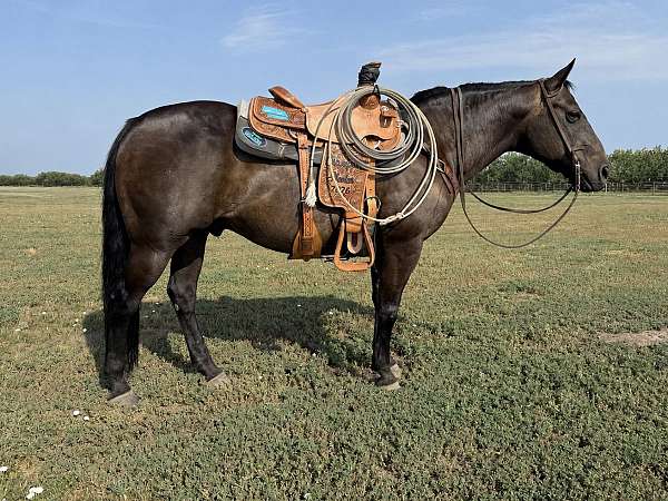 flashy-quarter-horse
